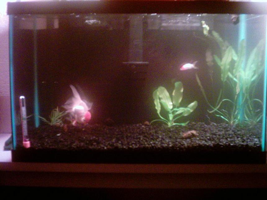 Rated #430: 10 Gallons Freshwater Fish Tank - This picture is taken with a reallyy bad camera. My girlfriend got it for christmas 5 years ago. We're just beginners!!