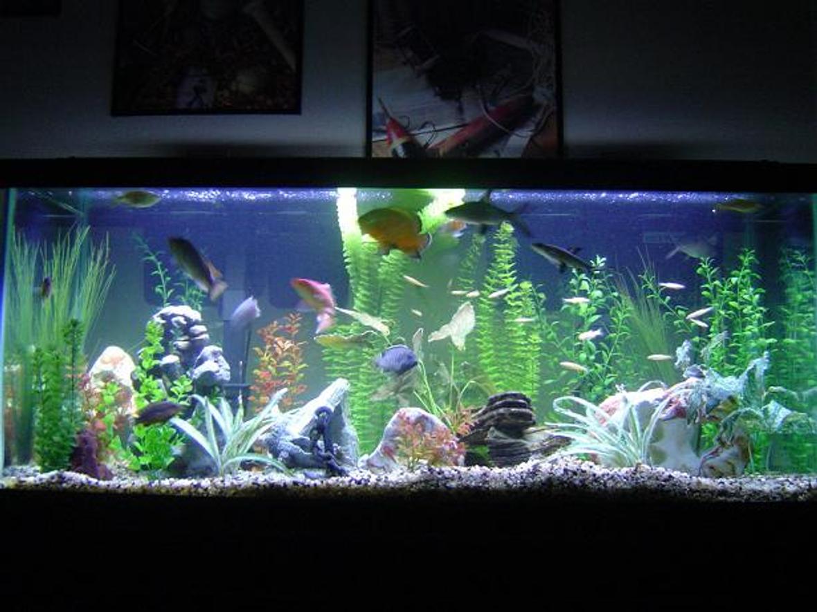 75 gallons freshwater fish tank (mostly fish and non-living decorations) - I have 1 oscar, 6 cichlids, 2 pelcos, 3 bala sharks, 1 crayfish, 20 feeder fish