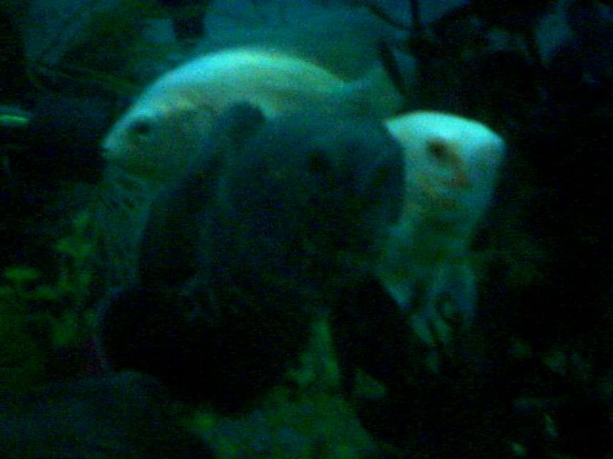Rated #169: Freshwater Fish - Astronotus Ocellatus - Oscar Stocking In 55 Gallons Tank - my oscars when they were very young