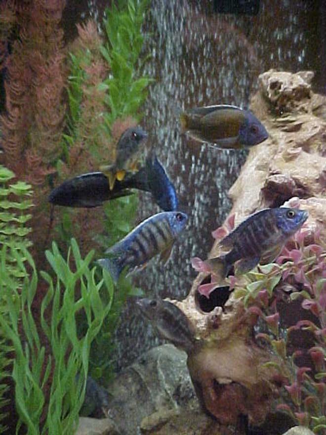 48 gallons freshwater fish tank (mostly fish and non-living decorations) - begining malawi tank