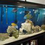 120 gallons freshwater fish tank (mostly fish and non-living decorations) - 120 African MIx