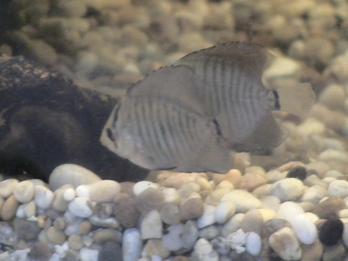 freshwater fish - symphysodon spp. - snakeskin discus stocking in 30 gallons tank - 2 x baby red spotted snakeskin discus picking food off bogwood