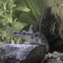 freshwater fish - corydoras ornatus - ornate cory cat stocking in 30 gallons tank - corydoras