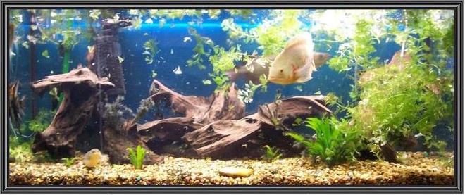 120 gallons freshwater fish tank (mostly fish and non-living decorations) - 75g