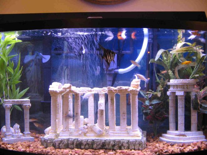 46 gallons freshwater fish tank (mostly fish and non-living decorations) - 46 Gallon Bow Front, no live plants, R/O
water only!!!  U.V sterilizer. Black Marble
Angel, Mollies,Platies, Algae eaters & bottom feeders.