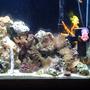 fish tank picture - 30 gallon reef tank will put a better pic up of the hole tank is 400 watt MH light too much for a 29 gallon