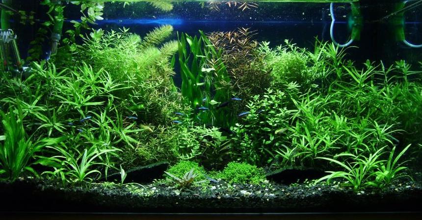 Rated #13: 29 Gallons Planted Tank - "The dream of insane gardener" bopoco@o2.pl