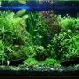 29 gallons planted tank (mostly live plants and fish) - "The dream of insane gardener" bopoco@o2.pl