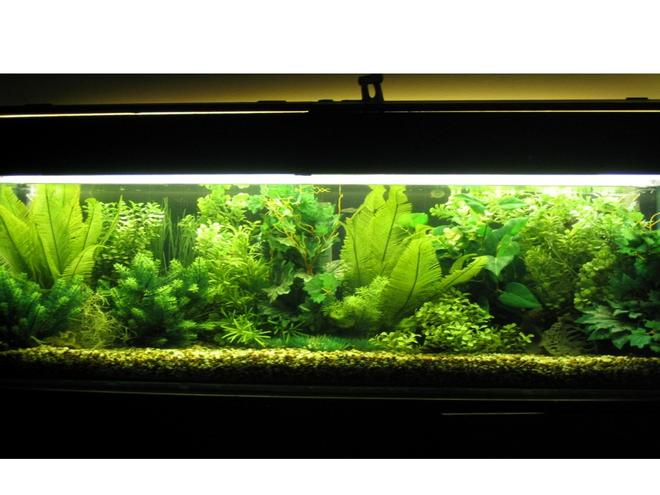 52 gallons freshwater fish tank (mostly fish and non-living decorations) - fully planted tank all plastic plants
