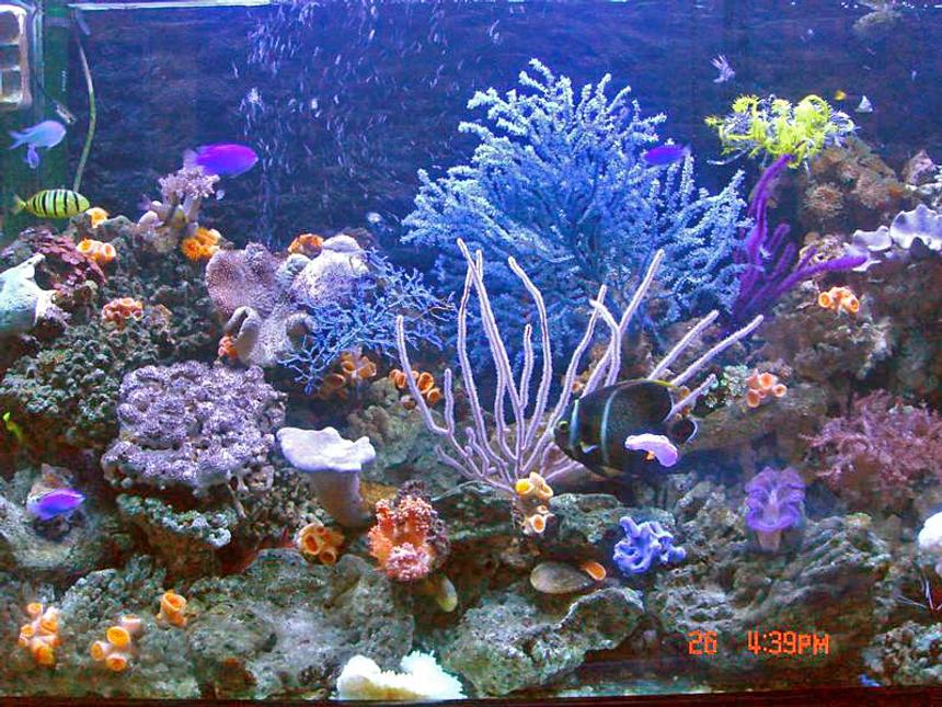 Rated #21: 80 Gallons Reef Tank - Aqura digit lighting with 150amp and 10K, Korea cooling system, Tunez flow, UV light,