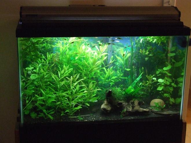 30 gallons planted tank (mostly live plants and fish) - 30 Gallon Planted Tank.