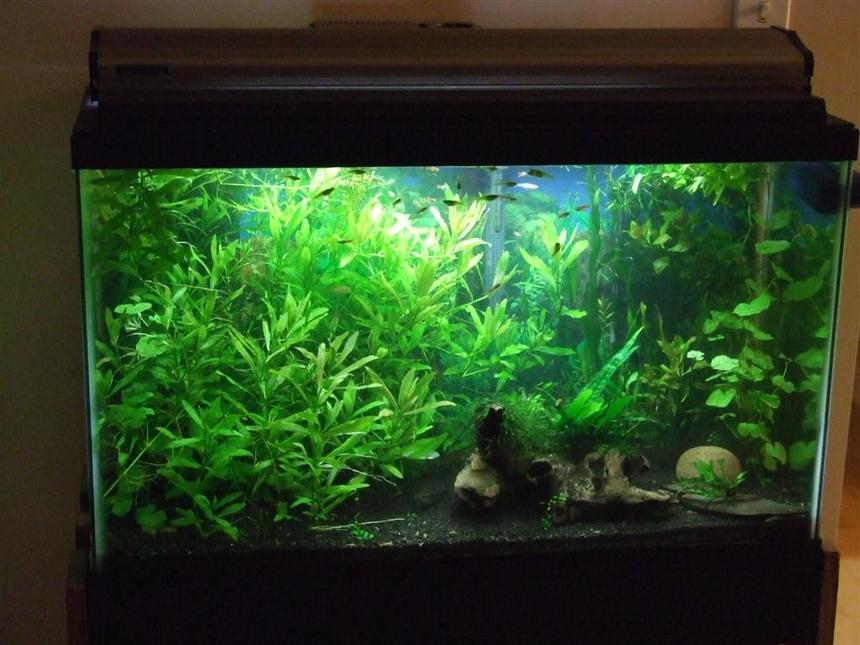 Rated #51: 30 Gallons Planted Tank - 30 Gallon Planted Tank.