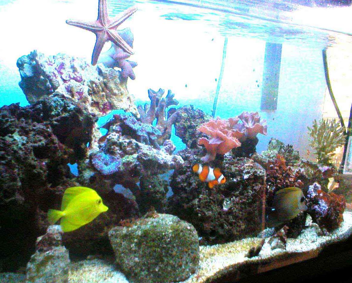 27 gallons reef tank (mostly live coral and fish) - 27 gallon(100 litre) running for more than a year. 1 yellow tang 1 scopas tang 1 perculas 1 damsel 1 cleaner shrimp 1 sea star