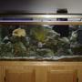 55 gallons saltwater fish tank (mostly fish, little/no live coral) - 55 gal fish onlee