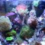 37 gallons reef tank (mostly live coral and fish) - This is the latest picture of my reef tank. It has changed a bit as I removed or added live stock. More color then before.