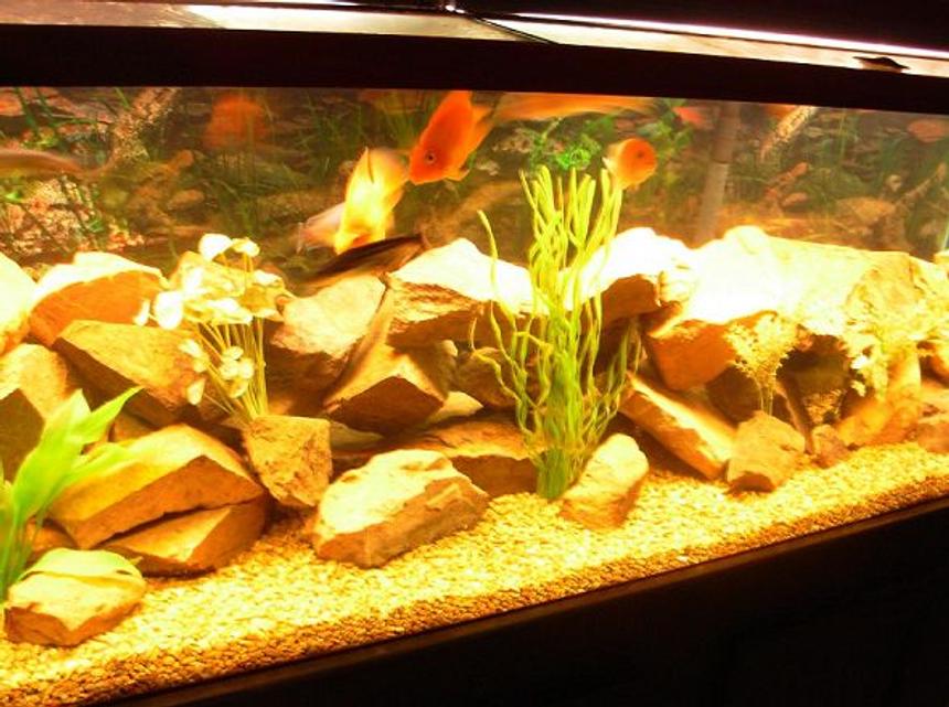 Rated #170: 125 Gallons Freshwater Fish Tank - 125 gallon cichlid tank