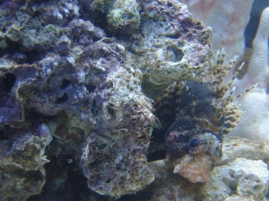 Rated #38: Saltwater Fish - Dendrochirus Brachypterus - Fuzzy Dwarf Lionfish Stocking In 72 Gallons Tank - Fuzzy Dwarf Lion named Bubba