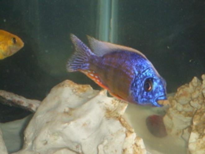 freshwater fish - protomelas steveni - taiwan reef stocking in 75 gallons tank - A very greedy fish!