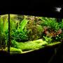 40 gallons planted tank (mostly live plants and fish) - this is the last layout in this tank (Juwel rio180) i am waiting for the current glosso carpet to fill out before posting the current pic. but for the time being here it is with a riccia carpet.