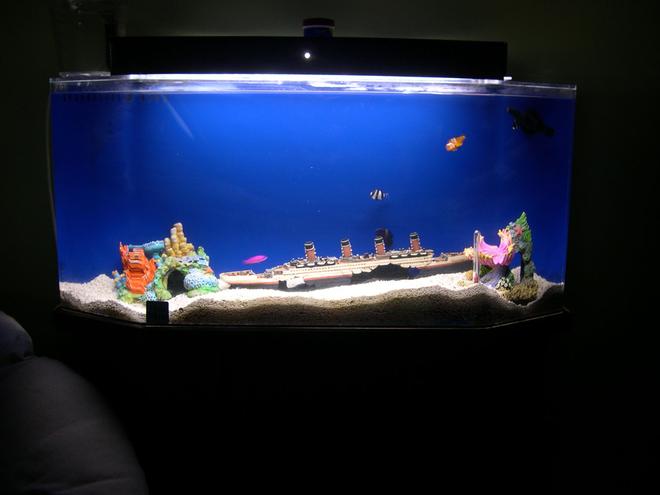 29 gallons saltwater fish tank (mostly fish, little/no live coral) - Starter tank
