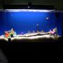 29 gallons saltwater fish tank (mostly fish, little/no live coral) - Starter tank