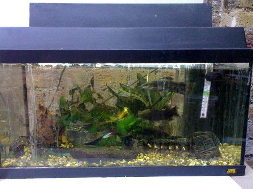Rated #383: 10 Gallons Freshwater Fish Tank - fish at work