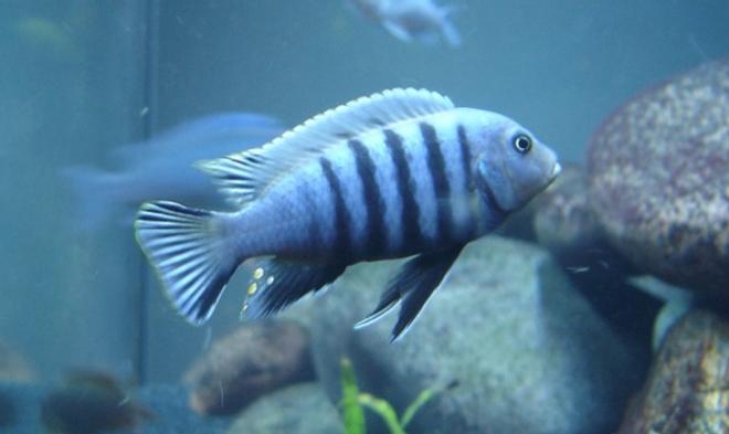 freshwater fish - cynotilapia afra - afra cichlid stocking in 160 gallons tank - extremely dominant cyno afra "white top"