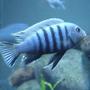 freshwater fish - cynotilapia afra - afra cichlid stocking in 160 gallons tank - extremely dominant cyno afra "white top"