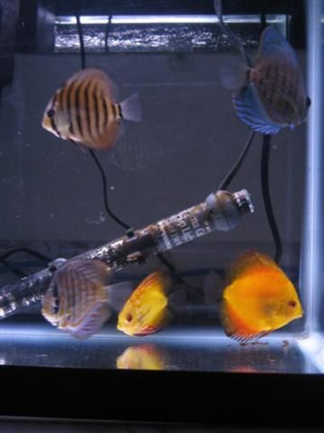 55 gallons freshwater fish tank (mostly fish and non-living decorations) - 20 gallon discus grow out tank