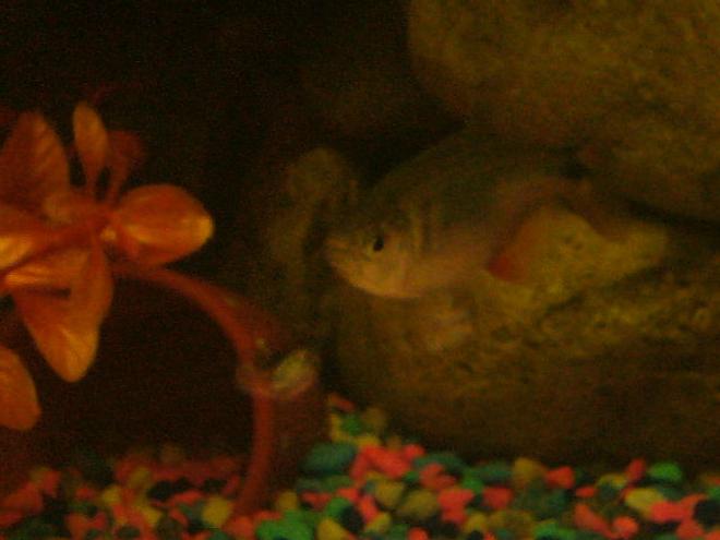 freshwater fish - piaractus brachypomum - red belly pacu stocking in 75 gallons tank - grrrrr