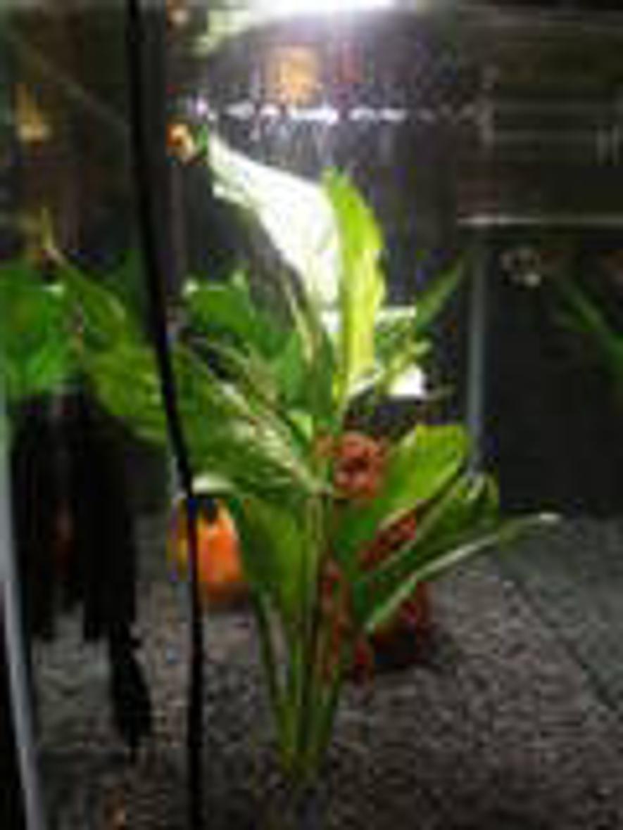 29 gallons freshwater fish tank (mostly fish and non-living decorations) - MY TANK