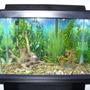 fish tank picture - 20 gallon tank again