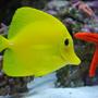 saltwater fish - zebrasoma flavescens - yellow tang - hawaii stocking in 60 gallons tank - Yellow tang swimming along