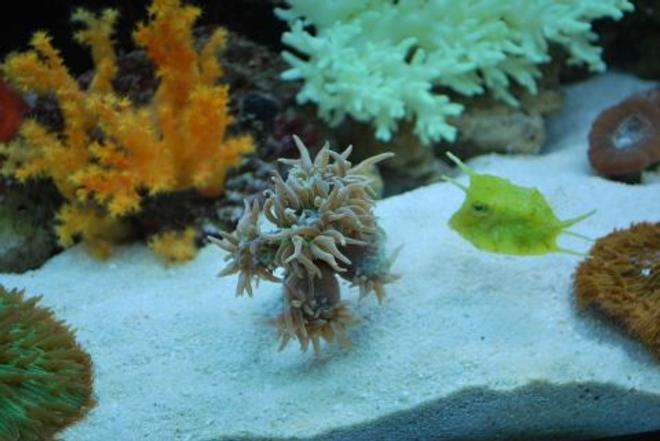 corals inverts - duncanopsammia axifuga - giant green polyp duncan stocking in 60 gallons tank - Unfortunately our cow fish like our duncan heads