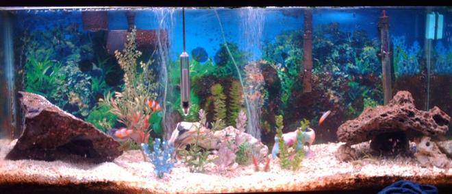 75 gallons saltwater fish tank (mostly fish, little/no live coral) - this is my favorite pic.