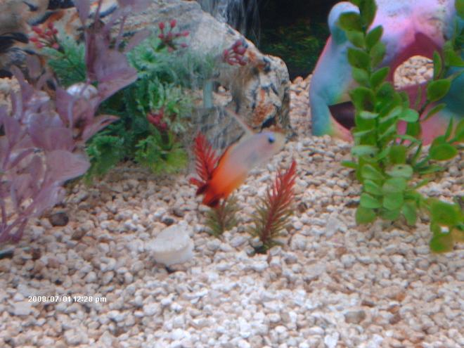 75 gallons saltwater fish tank (mostly fish, little/no live coral) - my fire fin goby