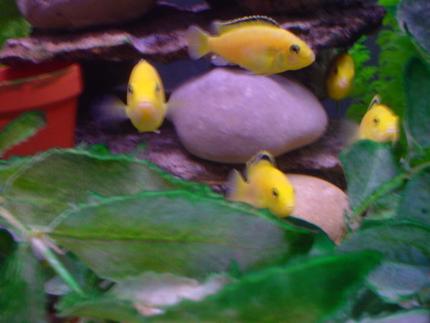 freshwater fish - labidochromis caeruleus - electric yellow cichlid stocking in 40 gallons tank - 5 of my cusious little yellow  friends..i raised since birth..they are 10 of them..very healthy and strong..they love large flakes and destroy shrimp...