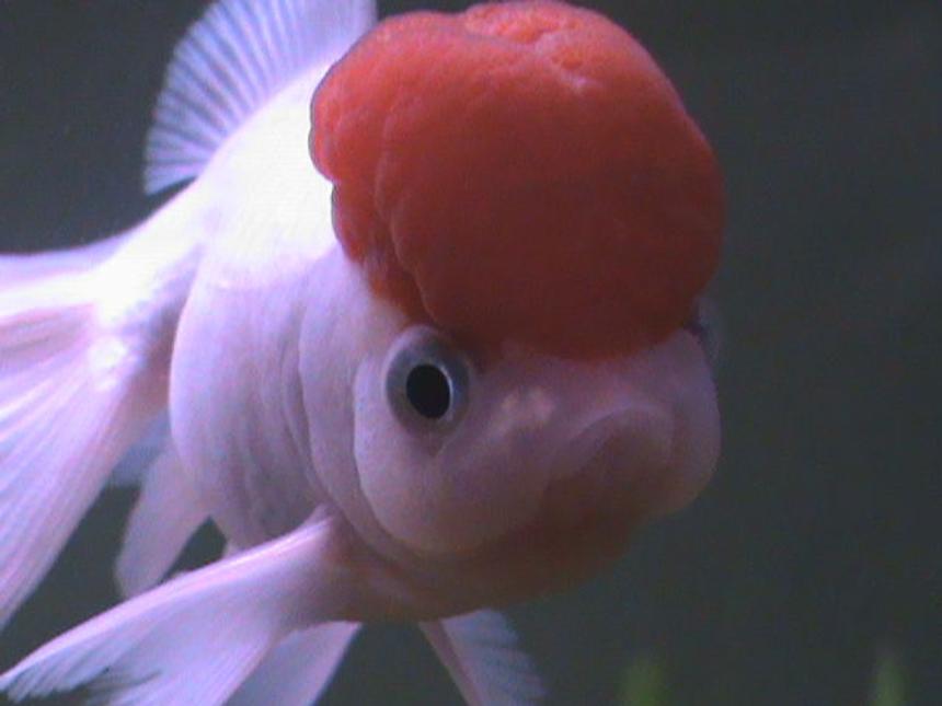 Rated #1235: Freshwater Fish - Carassius Auratus - Red Cap Oranda Goldfish Stocking In 27 Gallons Tank - Pearl