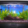 10 gallons freshwater fish tank (mostly fish and non-living decorations) - 02 July 2008 (1 Balloon Molly, 1 Otocinclus Catfish, Java Fern, Amazon Sword)