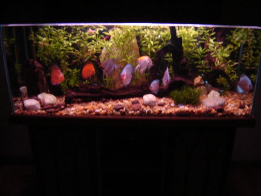 Rated #1535: 113 Gallons Freshwater Fish Tank - My discus tank