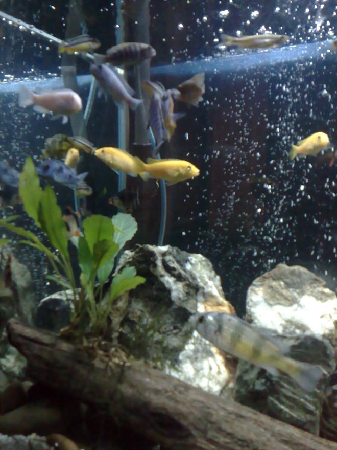 20 gallons freshwater fish tank (mostly fish and non-living decorations) - a different angle