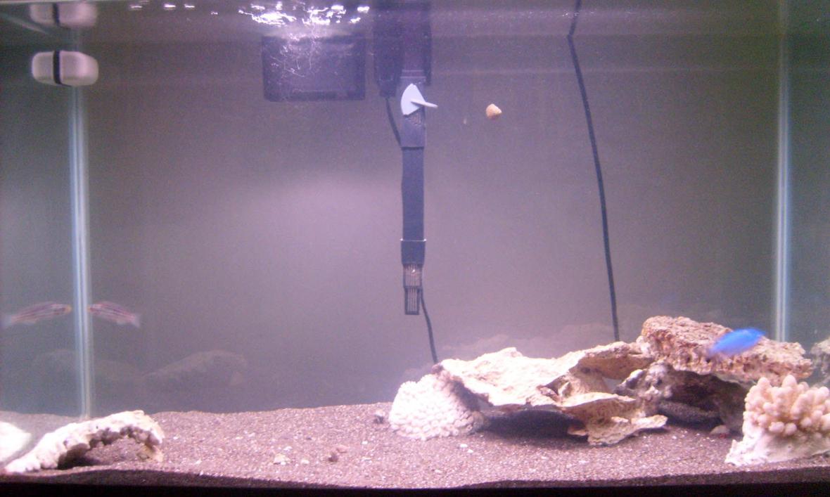 10 gallons freshwater fish tank (mostly fish and non-living decorations) - new 30G transferred from a 10G