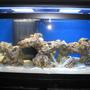 fish tank picture - Piture of my tank in Nov 2007 - one month after setup