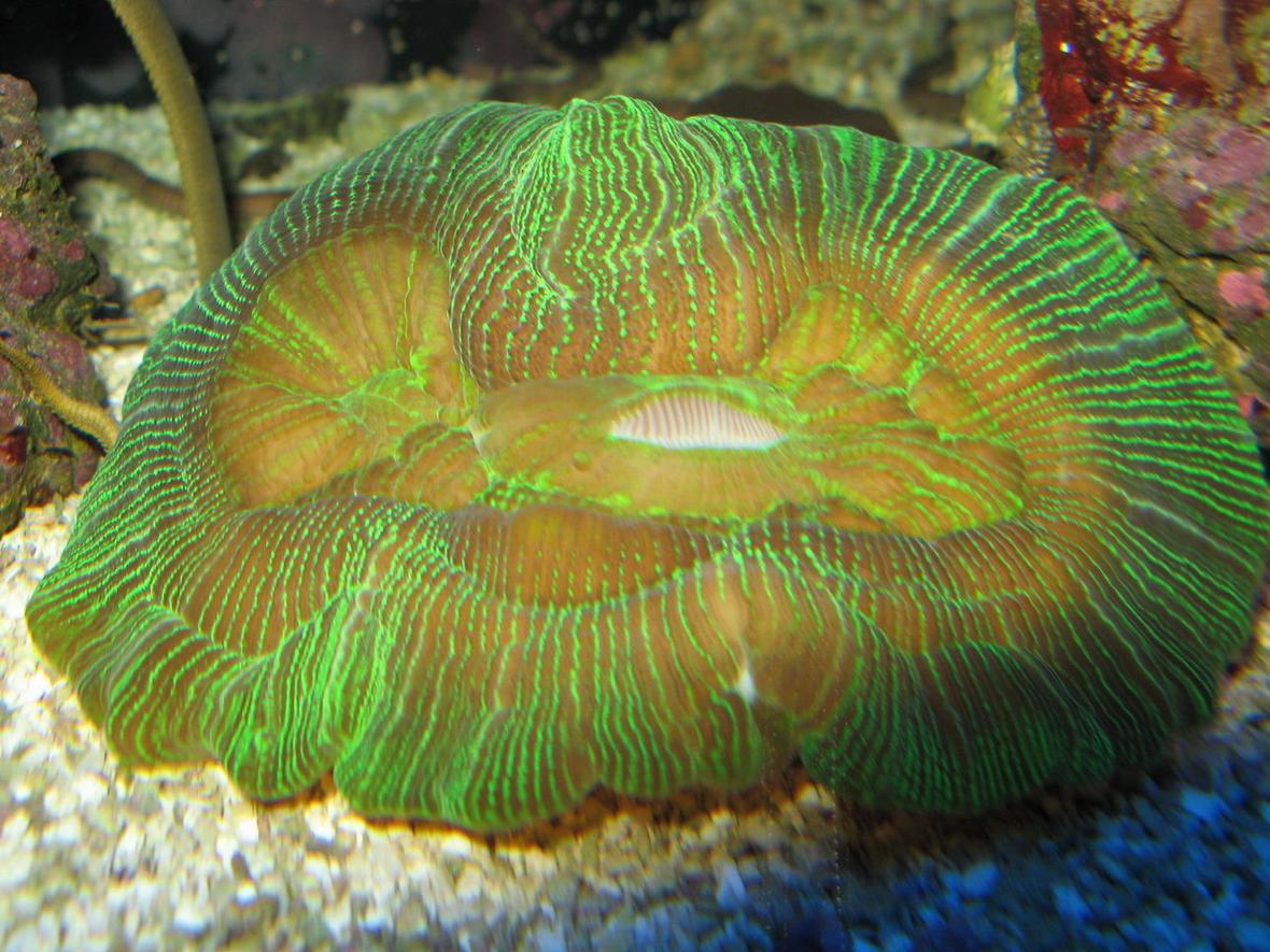 corals inverts - trachyphyllia geoffroyi - brain coral, trachyphyllia stocking in 75 gallons tank - Open brain coral with open mouth