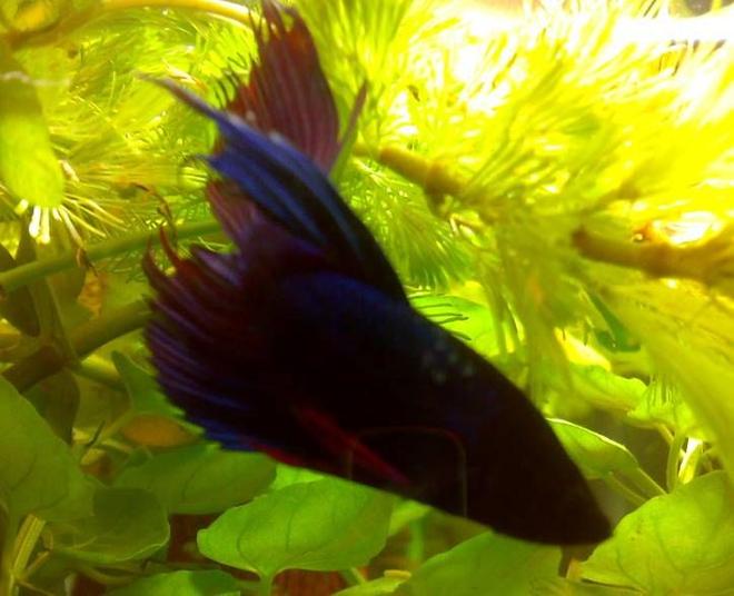 freshwater fish - betta splendens - betta - male stocking in 10 gallons tank - Betta Picture-2