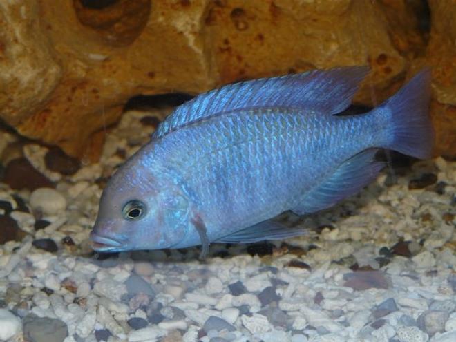 freshwater fish - cyrtocara moorii - moorei cichlid stocking in 15 gallons tank - Cyrtocara moorii (male)