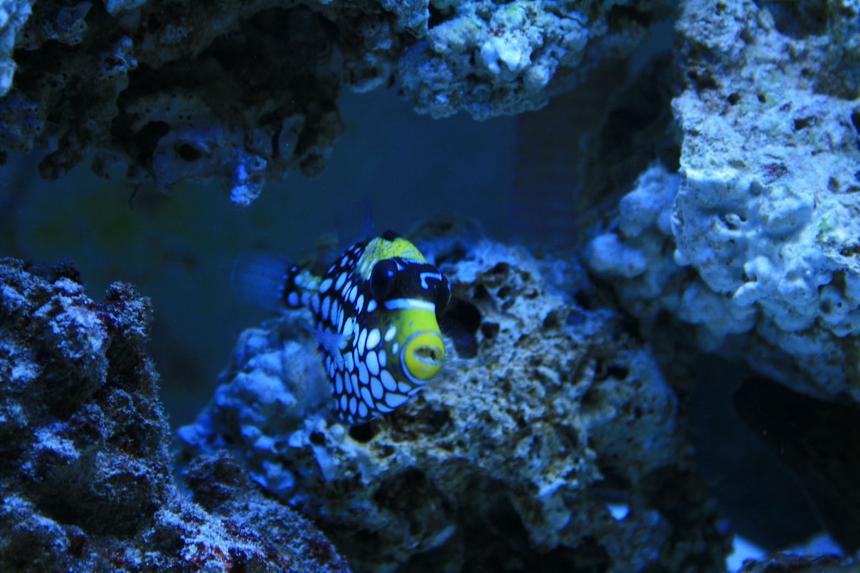 Rated #65: Saltwater Fish - Balistoides Conspicillum - Clown Triggerfish Stocking In 100 Gallons Tank - My New Clown Trigger