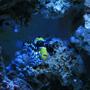 saltwater fish - balistoides conspicillum - clown triggerfish stocking in 100 gallons tank - My New Clown Trigger