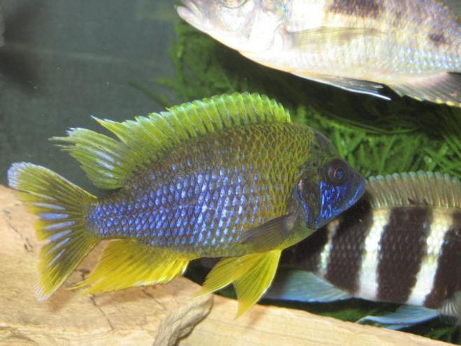 freshwater fish - aulonocara mamelela - lemon jake stocking in 125 gallons tank - LEMON JAKE