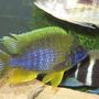 freshwater fish - aulonocara mamelela - lemon jake stocking in 125 gallons tank - LEMON JAKE